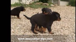 Chiots beaucerons du DGV [upl. by Aplihs]