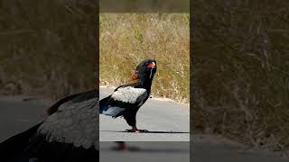 Snake on the Menu Bateleur Eagle’s Bold Feast animals wildlife eagles [upl. by Arukas]