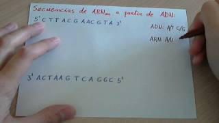 Ejercicio Transcripción de una cadena de ADN a ARNm [upl. by Larson]