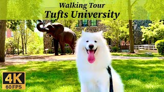 Dr Simba the Samoyed Explores Tufts University Medford [upl. by Aramo]