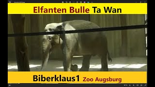 2 Neu Elefanten Bulle Ta Wan im Zoo Augsburg [upl. by Mariquilla]