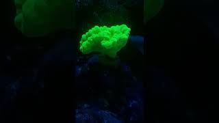 caulastrea hulk greeeenn reeftank viral reels reef reeftank saltwaterfishtank [upl. by Truk208]