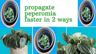 NO MORE BUYING PLANTS PROPAGATE PEPEROMIA SILVER RIPPLE FASTER IN 2 WAYS 2021 [upl. by Relyt]