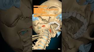 Rectus Capitis Anterior Muscle humananatomy humananatomyandphysiology humanbody muscleanatomy [upl. by Hayidan]