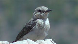 Collalba rubia occidental Oenanthe hispanica Western Blackeared Wheatear [upl. by Whittemore]