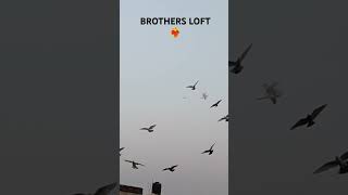 BROTHERS LOFT BAREILLY ❤️‍🔥youtubeshorts brothersloft trending pigeonloft ytshorts supportme [upl. by Therese]