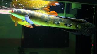 Channa Marulioides with Arowana COMM 25APRIl2015 [upl. by Marcela92]