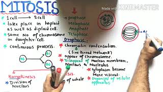 Mitosis  Cell Division  Class 12 Biology [upl. by Mosier836]