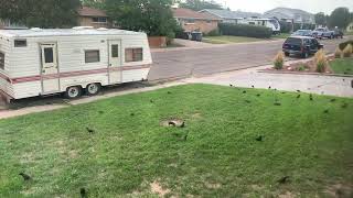 More Grackles on Lawn [upl. by Adelind]