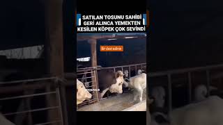 çok güzel bir dostluk köpeğin sevinci her can değerlidir yasayıgeriçek sokakhayvanları 🙏🙏🙏 [upl. by Prudi]