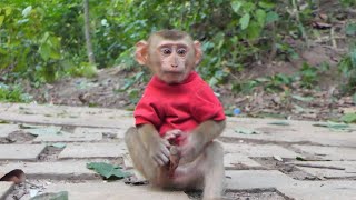 Abandoned boy Royston wear red cloth looks so handsome KT providing milk for Roy and others [upl. by Menendez62]