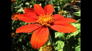 1249  Full information  Tithonia  Mexican Sunflower  How to grow amp care Tithonia [upl. by Cinimmod916]