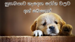 Home Remedies For Dog Sickness Sinhala  සුනඛයාට එදිනදා හැදෙන රෝග සඳහා අත් බෙහෙත් [upl. by Atiekram732]