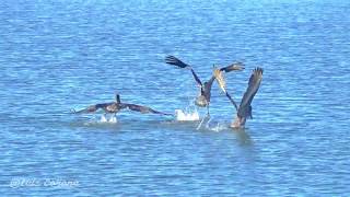 Pelicanos pescando Lapaz [upl. by Zinn]