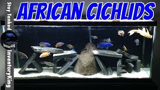 African Cichlids  Peacocks and Haps  The Cichlid Shack Unboxing  Northfin [upl. by Teiluj]