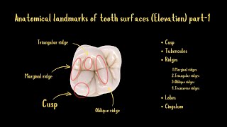 Anatomical Landmarks of Tooth Surfaces Elevation Part1 [upl. by Nuawd]