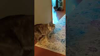 My pets react to balloons sound up fypシ゚viral viralvideo cat dog funny balloons reaction [upl. by Dwayne691]