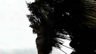 18012007 Big Storm hits Palm tree in Chalk Kent England [upl. by Aisilef]