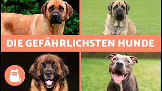 10 GEFÄHRLICHSTEN HUNDERASSEN der WELT 🐶⚠️ Liegt es an der Genetik oder an der Erziehung [upl. by Bravar]