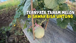 Cara Menanam Melon Di Sawah Serta Biayanya [upl. by Liag]