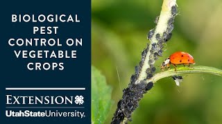 Biological Pest Control on Vegetable Crops [upl. by Dorison303]