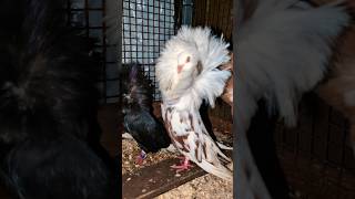 Jacobin Pigeon attitude birds subscribe channel like [upl. by Hallutama]