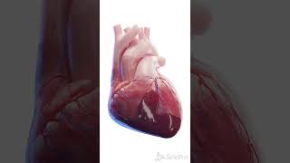 💓 Cardiac Tamponade A LifeThreatening Condition 💓 anatomy [upl. by Uhn843]