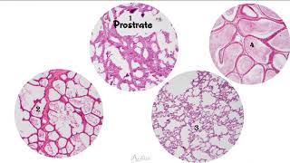 Similar slides  Histology Made Easy [upl. by Nomannic]