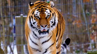 Tiger Cheetah  lynx  Leopard  Big Cats  Royal Bengal Tiger tiger wildanimalwatching [upl. by Iddet929]