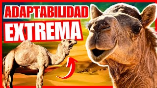 💥Adaptaciones Anatómicas DROMEDARIOS Adaptabilidad Animal Extrema [upl. by Ojibbob]