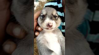 Cute puppy dogs🐶 loves dog doglover dogs [upl. by Ttirb]