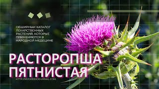 Расторопша пятнистая Silybum marianum [upl. by Htirehc72]