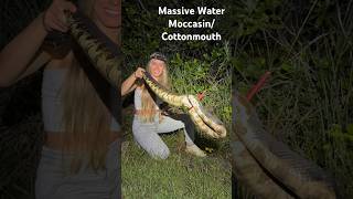 We Found a MASSIVE Cottonmouth florida venomous cottonmouth water moccasin [upl. by Ymmaj19]