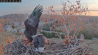 Fish fightNCTC Eagle Nest 秃鹰 2024 10 29 [upl. by Ada]