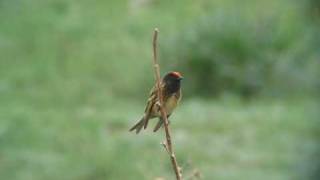 Redfronted Serin  Serinus pusillus [upl. by Einberger199]