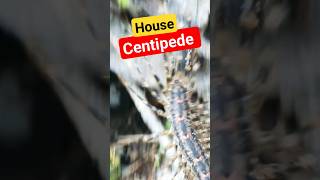 House Centipede Natures Pest Controllers shorts centipede nature arthropods [upl. by Callery962]