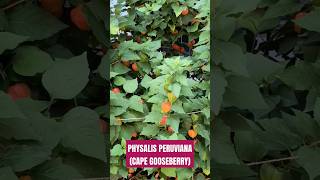 Cap Gooseberry fruit tree physalis Golden Berries should be turning orange shorts viral  video [upl. by Ehcsrop]