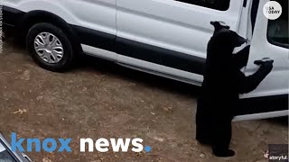 WOW Bear opens car doors in Gatlinburg and steals popcorn [upl. by Komarek271]