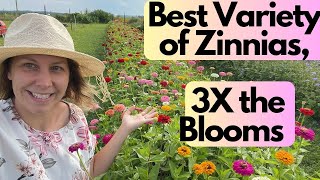 Best Variety of Zinnia to Grow Cut Flowers [upl. by Ahsatin]