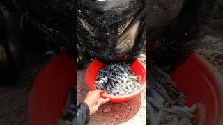 Big Fish Trap Easy Catch with NO Rod Bigfish fishing [upl. by Catton]