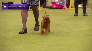 Brussels Griffons  Breed Judging 2024 [upl. by Otreblif]