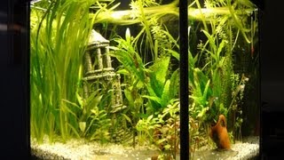 60L Planted Guppy Cube 1080p [upl. by Hanavas179]