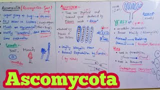 Ascomycota  Ascomycetes SacFungi  Biology 11th  Chapter 8 Fungi [upl. by Ahsimet]