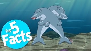 Top 5 Freaky Facts About Dolphin Sex [upl. by Llerrom]