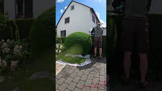 Perfectly Round Trimming Of A Conifer Bush satisfying [upl. by Aiekal235]