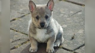 The Swedish Vallhund Is A Wolf That Stays A Pup Forever [upl. by Dallon]