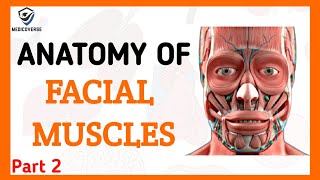 FACIAL MUSCLES PART 2  HOW TO LEARN FACIAL MUSCLES IN 5 MINUTES  ORIGIN INSERTION AND ACTION [upl. by Avahc]