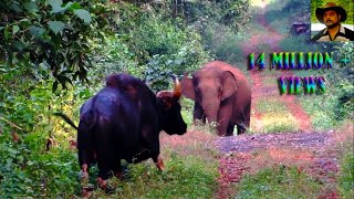 Elephant amp Indian Bison in one Frame [upl. by Ailb128]