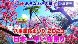 ◤沖縄観光◢ 日本一早い桜祭り『本部町八重岳桜まつり 2023』 ♯453 沖縄旅行 おきなわさんぽ 沖縄散歩 [upl. by Reta]