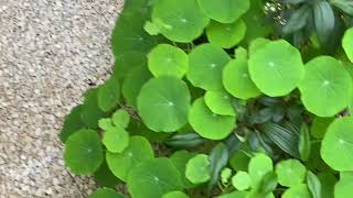 Nasturtium Flower नासटटुरियम फूल [upl. by Gnilsia]